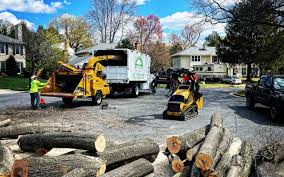 How Our Tree Care Process Works  in  Jackson, CA