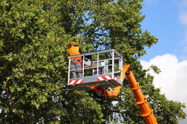 Best Pest Control for Lawns  in Jackson, CA