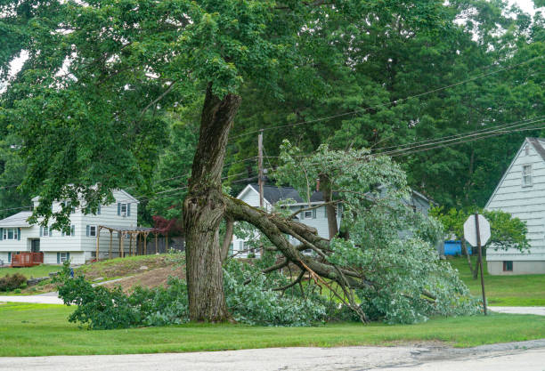 Best Tree Preservation Services  in Jackson, CA