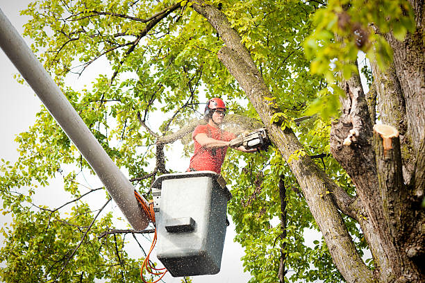 Best Tree Risk Assessment  in Jackson, CA